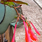Fuchsia 