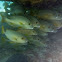 Manyline Sweetlip