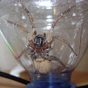Wolf Spider