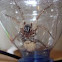 Wolf Spider