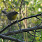 Common Yellowthroat (female)