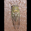 Cicada