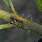Assassin Bug Nymph