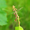 Piggyback plant, youth on age