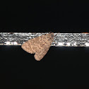 Moth