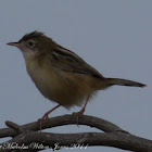 Zitting Cisticola/Fan-tailed Warbler
