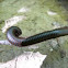 North American Millipede