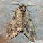 Waved Sphinx Moth