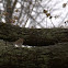 Swainson's thrush