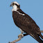 Osprey
