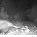 Virginia Oppossum