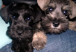 Se Venden Schnauzer Miniatura