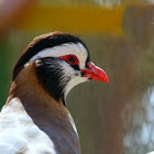 Arabian Partridge