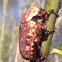 Marbled fruit chafer