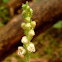 Creeping lady's tresses