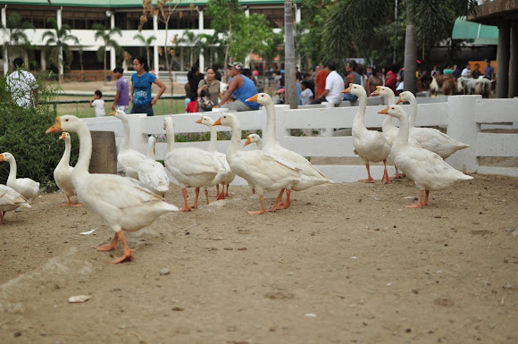 Spotting Image 1