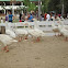 Domestic Goose