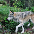 Mexican Wolf (captive)