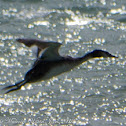 Great Crested Grebe; Somormujo Lavanco