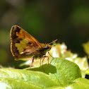 Hobomok Skipper