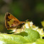Hobomok Skipper