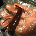 Crayfish