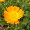 Pot marigold