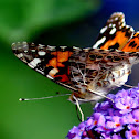 Painted Lady