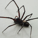 Sheetweb spider