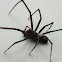 Sheetweb spider