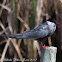 Whiskered Tern; Fumarel Cariblanco