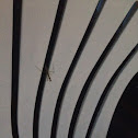 Preying mantis
