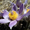 Pasque-flower