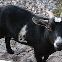Goat