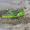 Green Tree Locust
