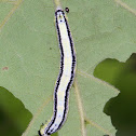 Catalpa Sphinx Moth caterpillar