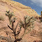 silver cholla