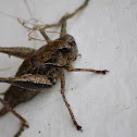 Bush Cricket