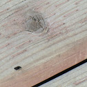 Carpenter Ant