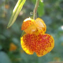 Spotted Jewelweed
