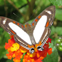 Banner Metalmark
