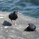 Sooty Oyster Catcher