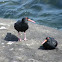 Sooty Oyster Catcher
