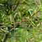 Hawthorn
