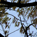 Southern Red Oak
