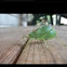 Katydid