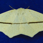 Tetracis crocallata