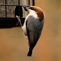 Brown-headed nuthatch