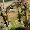 Lady Bug