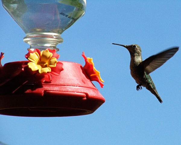 [hummingbird3[3].jpg]